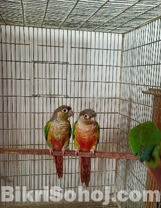 গ্রিন চিক কনুর